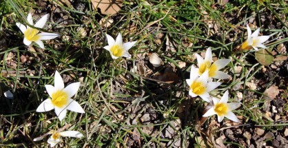 01_Romulea bulbocodium