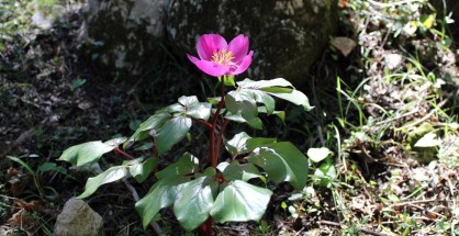 4_paionia_neochori