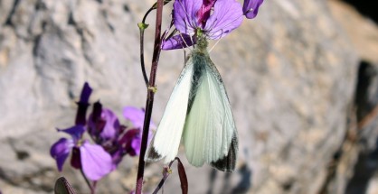 Pieris rapae