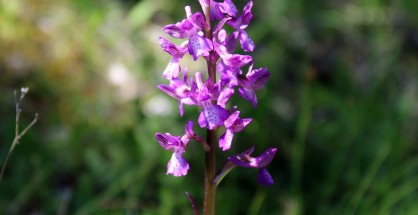 1_Anacamptis morio