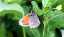 1_Coenonympha pamphilus