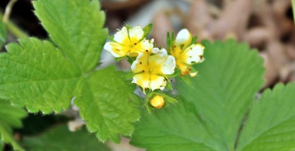 1_Fragaria vesca