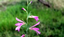 1_Gladiolus italicus