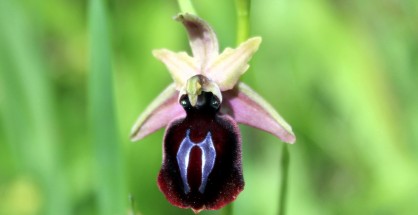 1_Ophrys ferrum-equinum