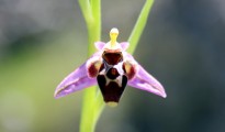 1_Ophrys scolopax