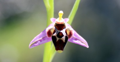 1_Ophrys scolopax
