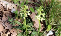 1_Orchis provincialis