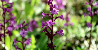 1_Orchis quadripunctata