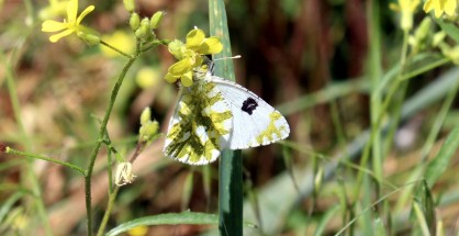 1_Euchloe ausonia