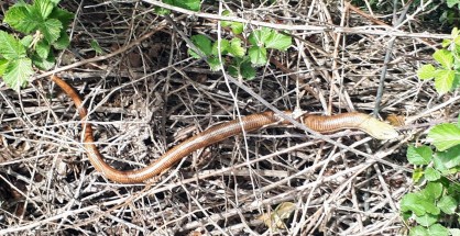 1_Pseudopus apodus