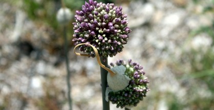 1_Allium ampeloprasum