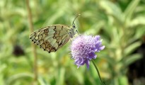 1_Melanargia larissa