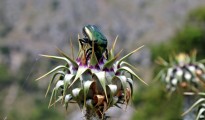 3_chrysomana