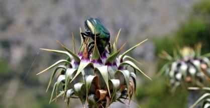 3_chrysomana