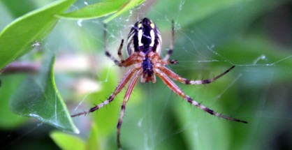 Neoscona adianta