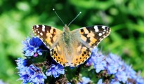 3_Vanessa cardui