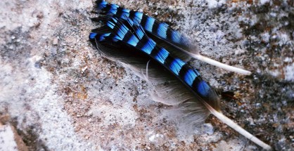 Garrulus glandarius