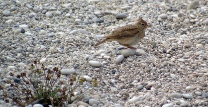 korydallos