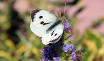 3_Pieris brassicae