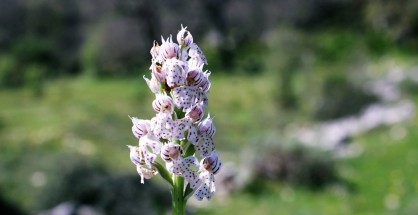 17_skaroi_5_4