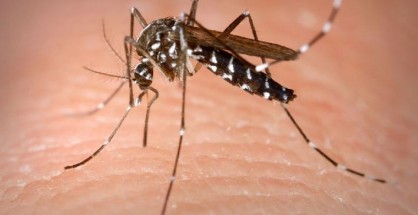asian-tiger-mosquito