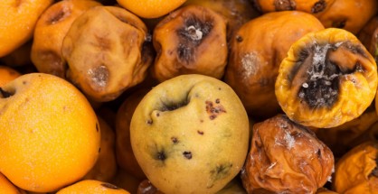 rotten_fruits_2