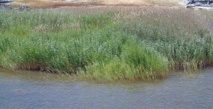 omvrodexameni_karyas