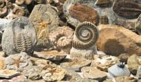 apolithomata