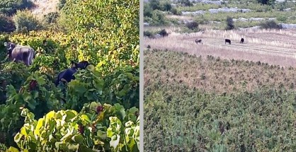 vooeidi_abelia_exantheia