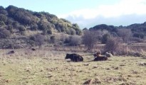 εικόνα_Viber_2025-01-08_00-16-45-819
