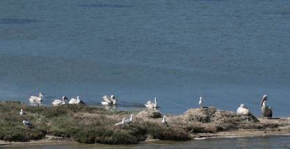 Νέα αποικία αργυροπελεκάνων Λευκάδα Μάρτιος 2025