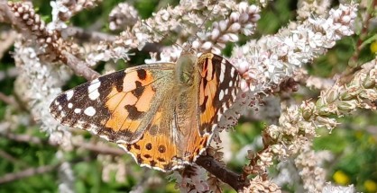1_anessa cardui