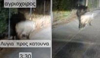 1_agrioxoiros_katouna