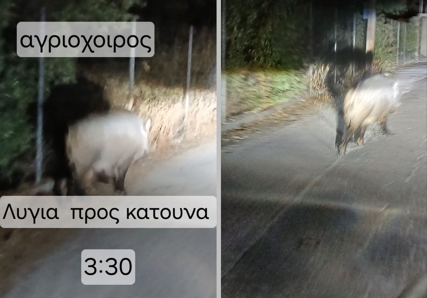 1_agrioxoiros_katouna