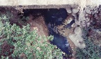 1_lymata_nikiana