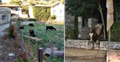 1_egklouvi_voskotopia