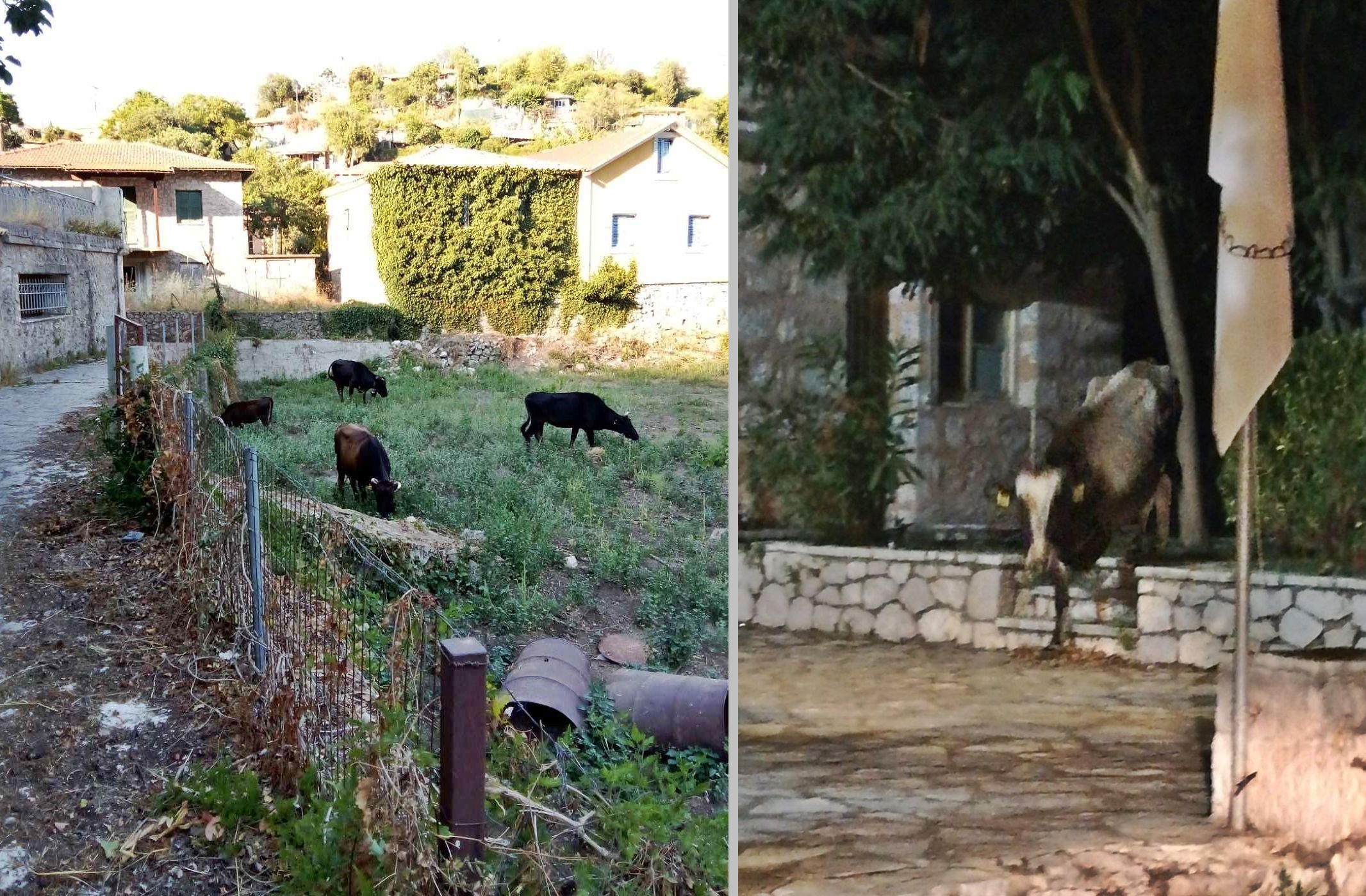 1_egklouvi_voskotopia