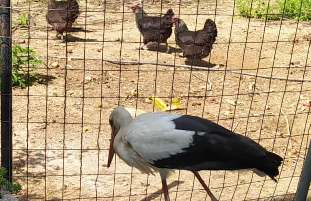 548334294_1351440866988171_1133912365441179929_n