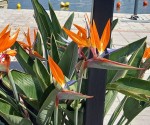 1_Strelitzia augusta