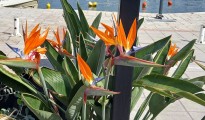 1_Strelitzia augusta
