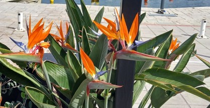 1_Strelitzia augusta