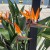 1_Strelitzia augusta