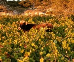 4_oreini_lefkada_anepitirita
