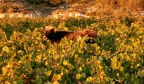 4_oreini_lefkada_anepitirita