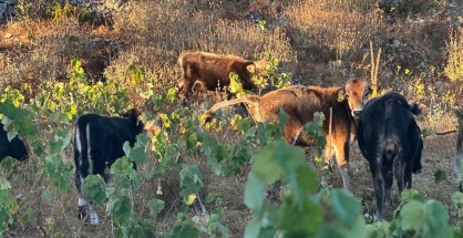 vooeidi_ampelia_Egklouvi1