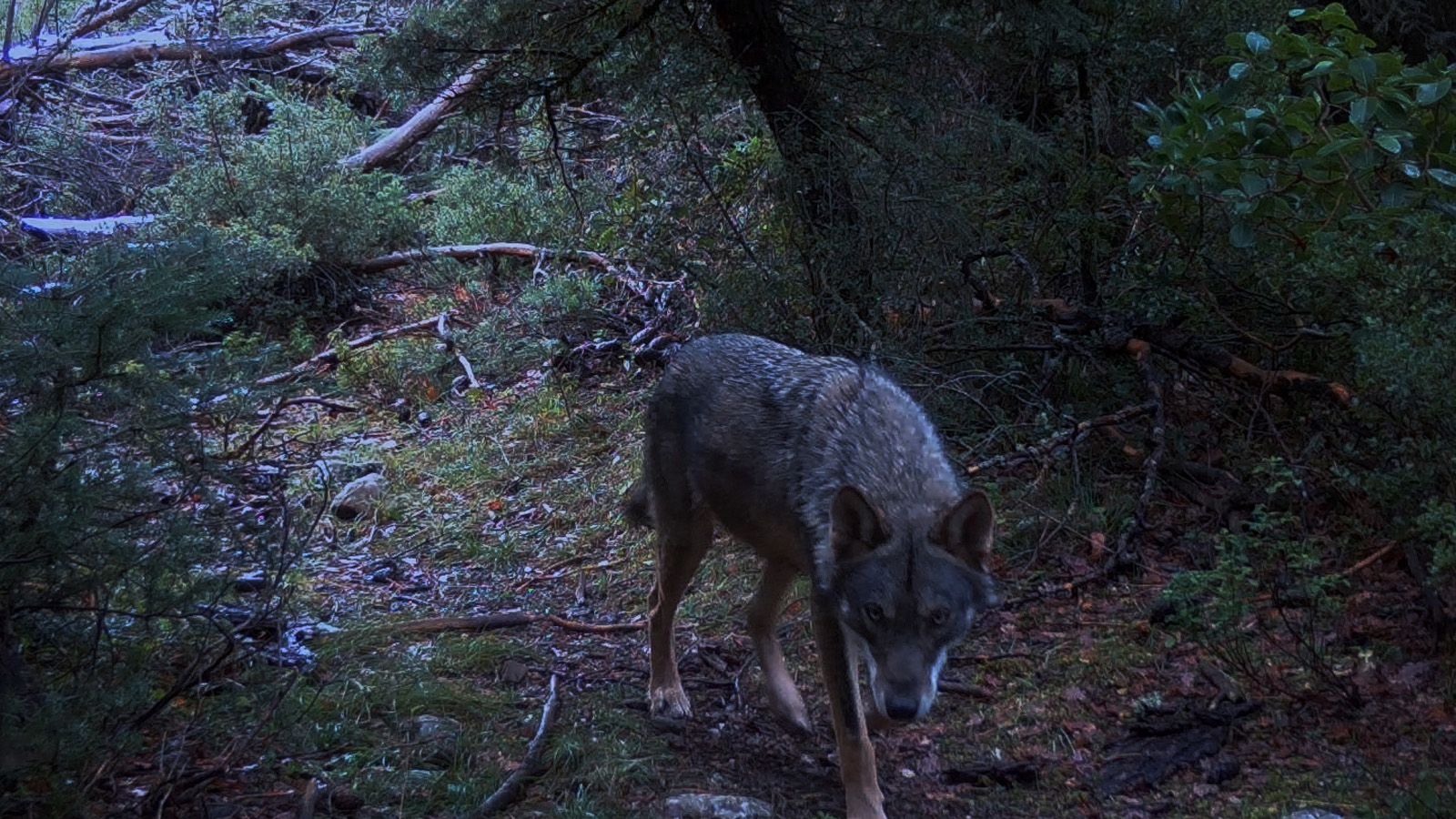 oi-epikirigmenoi-ntokimanter-4