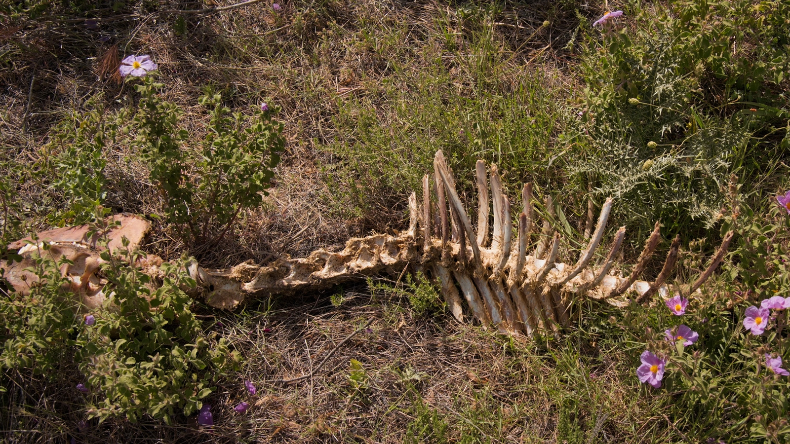 oi-epikirigmenoi-ntokimanter-5