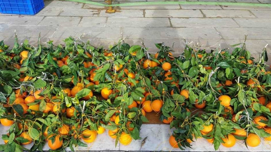 518272750_31235719599352135_4009364712241323648_n