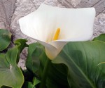 1_Zantedeschia aethiopica