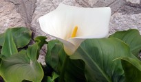 1_Zantedeschia aethiopica